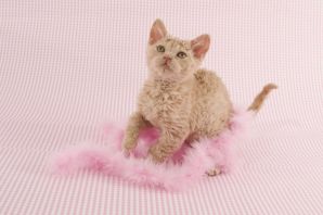 Пол котенка