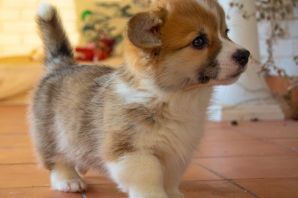 Помесь корги