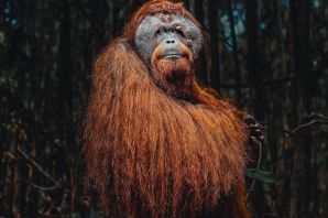 Орангутан