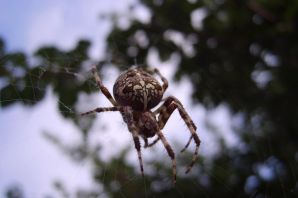 Пауки сибири