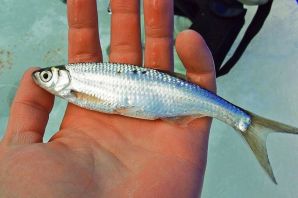 Рыба себель