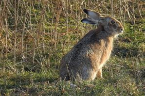 Заяц тумак