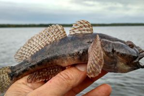 Рыба бубырь