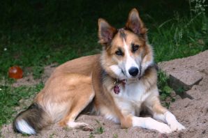 Метис лайки