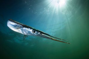 Сарган рыба