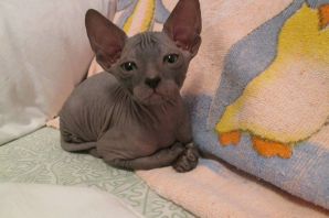 Сфинкс браш