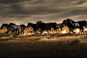 Табун лошадей