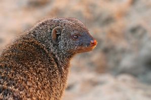 Карабаш зверек