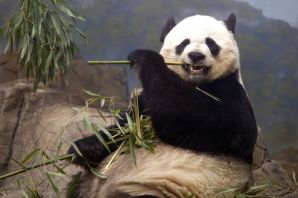 Смешная панда