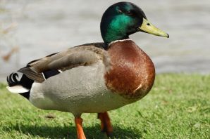 Атайка утка