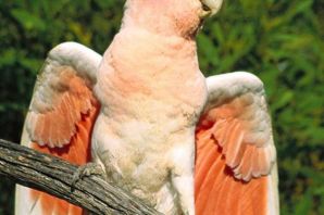 Виды попугай