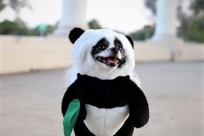 Собака панда