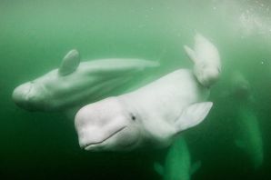 Белуга кит