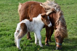 Мини лошадки