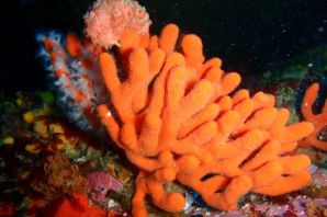 Губки животные