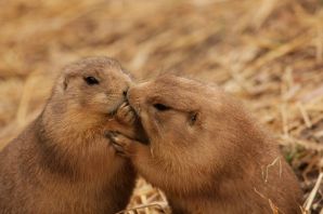 Милые бобры