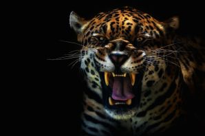 Оскал тигра