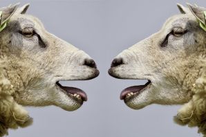 Упертый баран