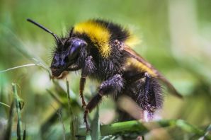 Шмель плотник