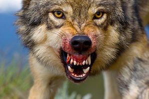 Волк оскал