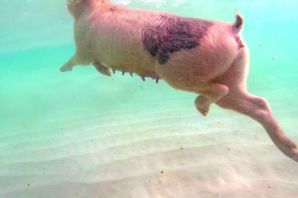 Свинья в ванной