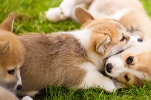 Прикольные корги