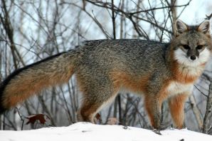 Сибирская лиса