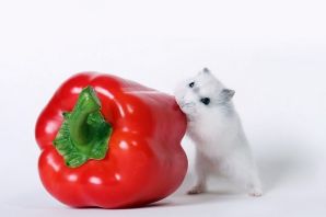 Обои хомячки