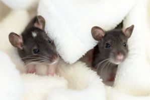 Пара крыс
