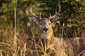 Олень шильник