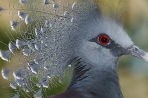 Редкие голуби