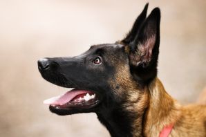 Метис малинуа