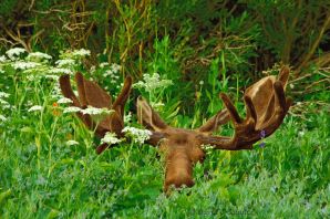 Пьяный олень
