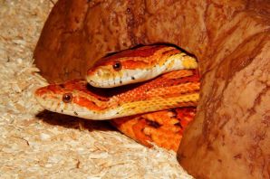 Полоз птица