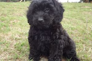 Смесь пуделя