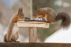 Много белок