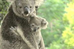 Рыжая коала