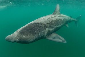 Акула гигант