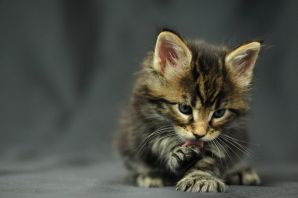 Годовалый кот