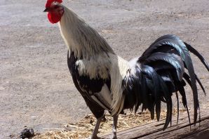 Петух дакан