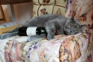 Пьяный котик