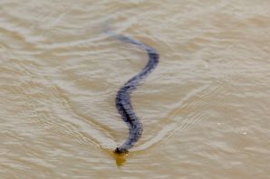 Змеи в волге