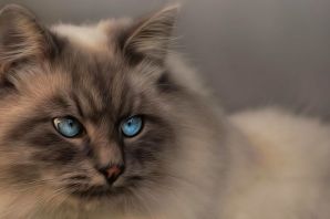 Редголы кошки