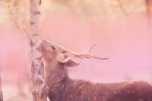 Пугливая лань