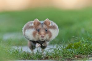 Грызуны сибири