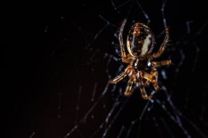 Паук на балконе