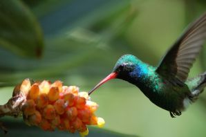 Цукаты птицы