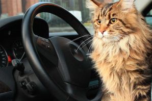 Заяц за рулем