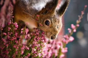 Милая белка