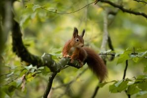 Белка в лесу